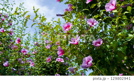 Syrian hibiscus flower (Hibiscus syriacus), also known as Rose of Sharon. Vibrant pink hibiscus flowers against a clear blue sky in full bloom Syrian hibiscus flower (Hibiscus syriacus), also known as Rose of Sharon. Vibrant pink hibiscus flowers against a clear blue sky in full bloom 129802941
