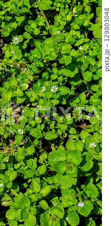 Lush Green Ground Cover Featuring Tiny Delicate White Flowers in Abundant Growth 129803048