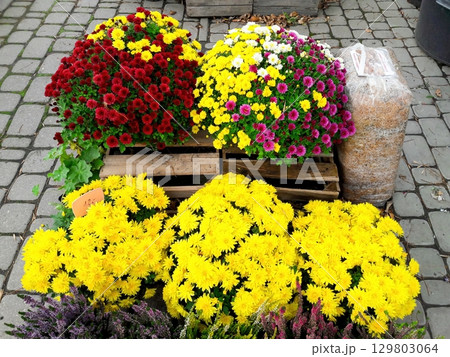 A Vibrant and Colorful Flower Display Showcased in Market Baskets for Everyone to Enjoy 129803064