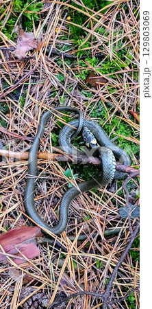 A snake is slithering across the forest floor of a vibrant ecosystem filled with life A snake is slithering across the forest floor of a vibrant ecosystem filled with life 129803069