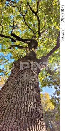 A Majestic Tree Silhouetted Against the Beautiful Sky, Reaching High into the Clouds A Majestic Tree Silhouetted Against the Beautiful Sky, Reaching High into the Clouds 129803073