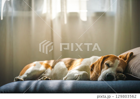 A Beagle dog sleeps on a couch by a window A Beagle dog sleeps on a couch by a window 129803562