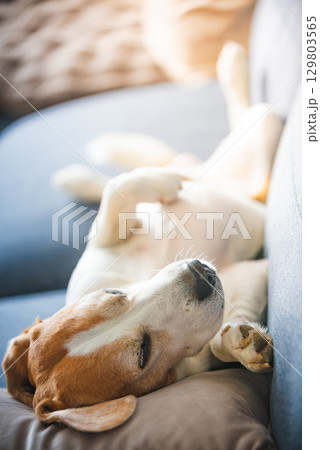A Beagle dog is comfortably laying on its back on a couch A Beagle dog is comfortably laying on its back on a couch 129803565