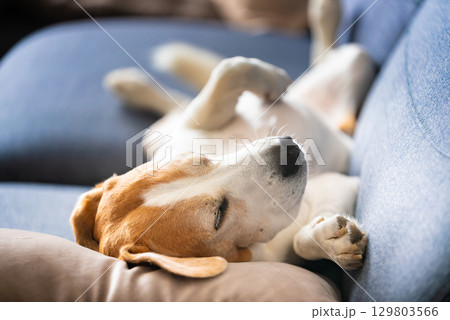 A Beagle dog is laying on a cozy blue couch nearby comfortably laying on its back on a couch 129803566