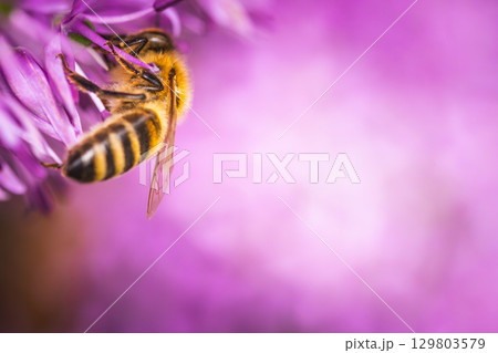 A detailed close up image of a bee resting on a purple flower A detailed close up image of a bee resting on a purple flower 129803579