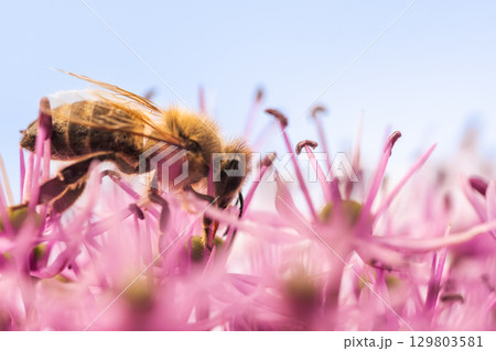 A close up view of a bee resting on a beautiful pink flower A close up view of a bee resting on a beautiful pink flower 129803581