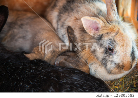 Three Rabbits inside bunny hutch resting Three Rabbits inside bunny hutch resting 129803582