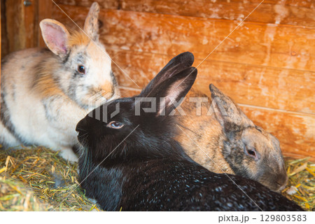 Three Rabbits inside bunny hutch resting Three Rabbits inside bunny hutch resting 129803583
