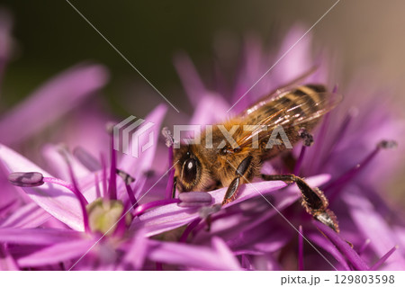 Close up of European honey bee on violet Allium flower Close up of European honey bee on violet Allium flower 129803598