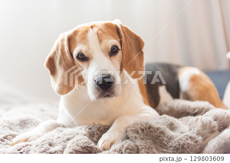 A Beagle dog is comfortably laying down on a bed 129803609