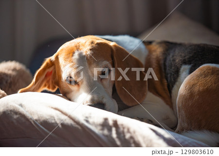A Beagle dog is comfortably laying down on a bed A Beagle dog is comfortably laying down on a bed 129803610