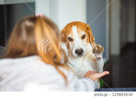 A Beagle dog gives a paw to girls hand, close-up A Beagle dog gives a paw to girls hand, close-up 129803616