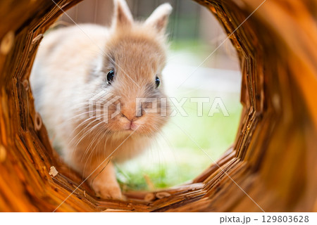 A Curious Bunny is Adventurously Exploring an Interesting Tunnel in Its Green Garden 129803628