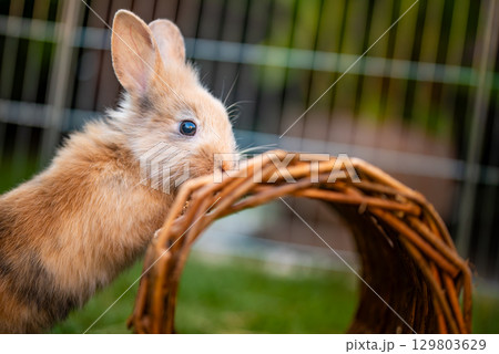 An Adorable Little Rabbit Engaging in Exploration of a Cozy Woven Tunnel Nearby, Jumping and Playing 129803629