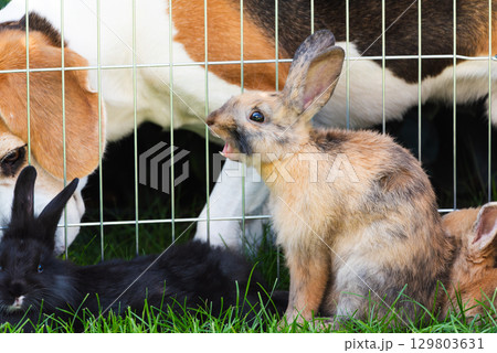 Three rabbits in pet fence and Beagle dog in background 129803631