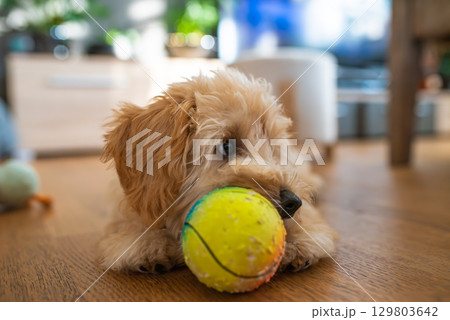 Fluffy Puppy Maltipoo Playing with Tennis Ball Indoors 129803642