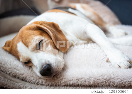 A Relaxed Beagle Dog is Sleeping Peacefully and Comfortably on a Cozy Blanket, Enjoying a WellDeserved Nap 129803664