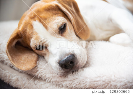 A Sleepy Beagle Dog Resting Comfortably on a Soft, Cozy Blanket in a Peaceful and Warm Environment with Love 129803666
