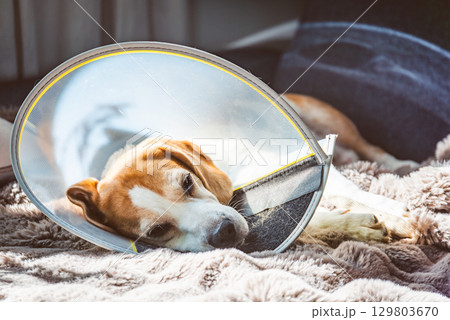 A Resting Dog in an Elizabethan Collar Finding Comfort During Its Recovery Process at Home for Healing 129803670