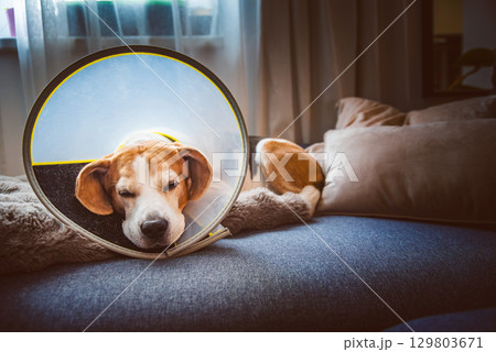 A Beagle dog is peacefully resting with an Elizabethan collar on a cozy couch, looking so adorable and relaxed A Beagle dog is peacefully resting with an Elizabethan collar on a cozy couch, looking so adorable and relaxed 129803671