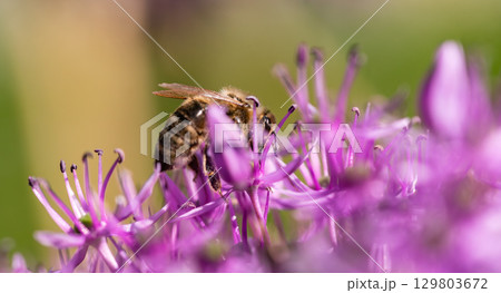 A detailed close up photograph of a bee resting on a purple flower A detailed close up photograph of a bee resting on a purple flower 129803672