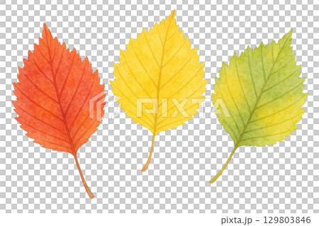 三幅紅色、黃色和綠色落葉的水彩插圖（透明 PNG） 129803846