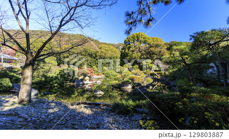 紅葉に包まれた葉山しおさい公園 129803887