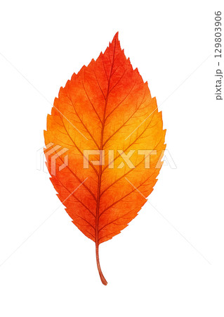 鮮やかに紅葉した葉の水彩イラスト素材（透過PNG） 129803906