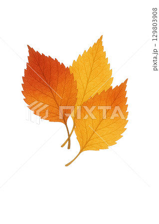 赤・橙・黄色に色づいた葉3枚の水彩イラスト素材（透過PNG） 129803908