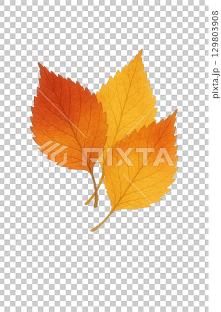 赤・橙・黄色に色づいた葉3枚の水彩イラスト素材（透過PNG） 129803908