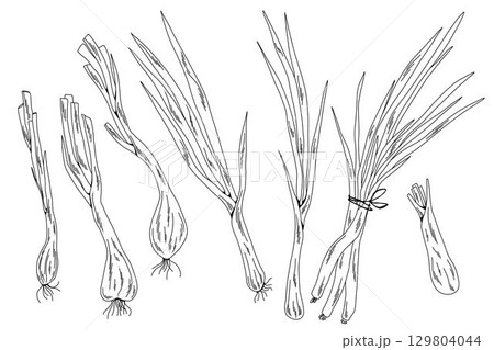 Black and White Green Onion Vector Set, Minimalistic Line Drawings of Fresh Scallions 129804044