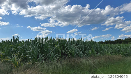 Scenic View of a Lush Cornfield under a Vast Blue Sky with Clouds Scenic View of a Lush Cornfield under a Vast Blue Sky with Clouds 129804046