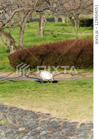 偕楽園公園 四季の原の白鳥 偕楽園公園 四季の原の白鳥 129804051