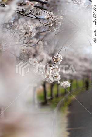 偕楽園公園 四季の原の桜並木とソメイヨシノのクローズアップ 129804055