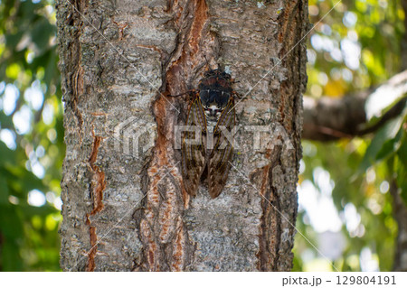 アブラゼミ 129804191