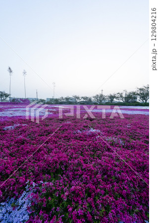 千葉県東庄町 早朝の芝桜畑 千葉県東庄町 早朝の芝桜畑 129804216