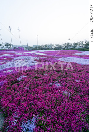 千葉県東庄町 早朝の芝桜畑 129804217