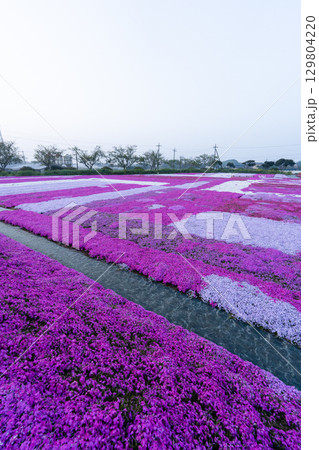 千葉県東庄町 早朝の芝桜畑 129804220