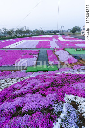 千葉県東庄町 早朝の芝桜畑 千葉県東庄町 早朝の芝桜畑 129804221