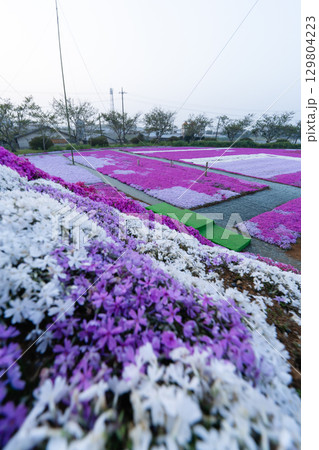 千葉県東庄町 早朝の芝桜畑 129804223