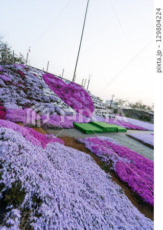 千葉県東庄町 早朝の芝桜畑 ハート型の芝桜 129804224