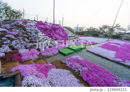 千葉県東庄町 早朝の芝桜畑 ハート型の芝桜 129804225