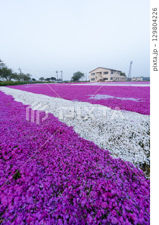 千葉県東庄町 早朝の芝桜畑と東庄ふれあいセンター 129804226