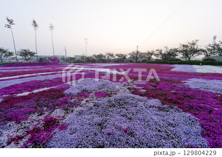 千葉県東庄町 早朝の芝桜畑 千葉県東庄町 早朝の芝桜畑 129804229