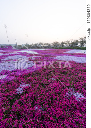 千葉県東庄町 早朝の芝桜畑 千葉県東庄町 早朝の芝桜畑 129804230