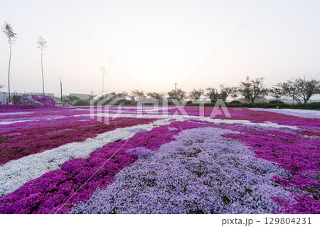 千葉県東庄町 早朝の芝桜畑 129804231