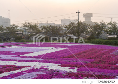 千葉県東庄町 早朝の芝桜畑と朝焼け 千葉県東庄町 早朝の芝桜畑と朝焼け 129804232