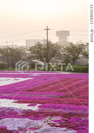 千葉県東庄町 早朝の芝桜畑と朝焼け 129804233