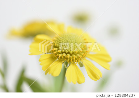 へレニウム 129804237