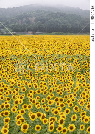 満開のひまわり畑 満開のひまわり畑 129804260